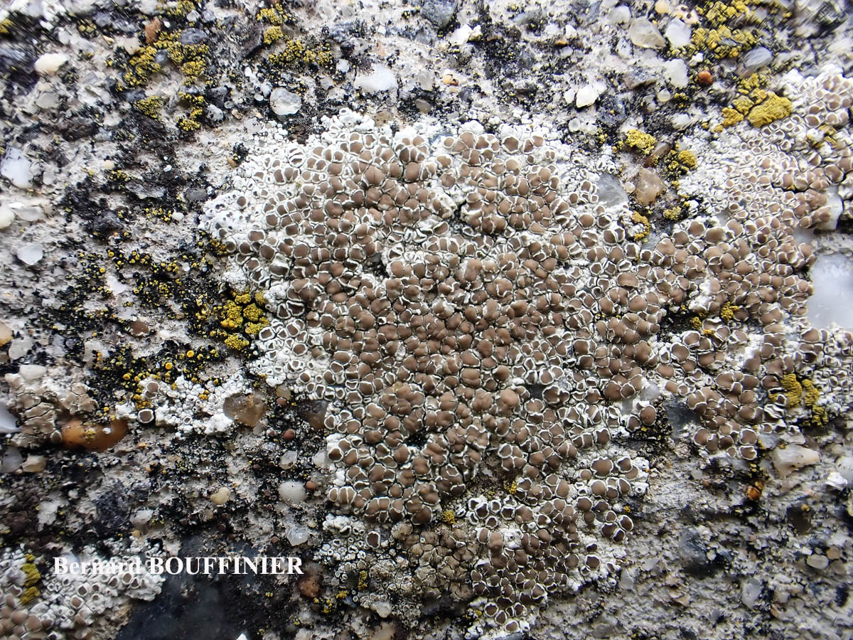 Lecanora campestris subsp. campestris morpho campestris forme sur béton.